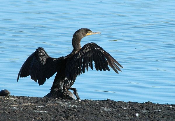 Phalacrocoracidae image