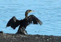 Image of Phalacrocorax auritus