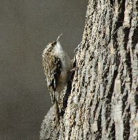 Certhia americana image