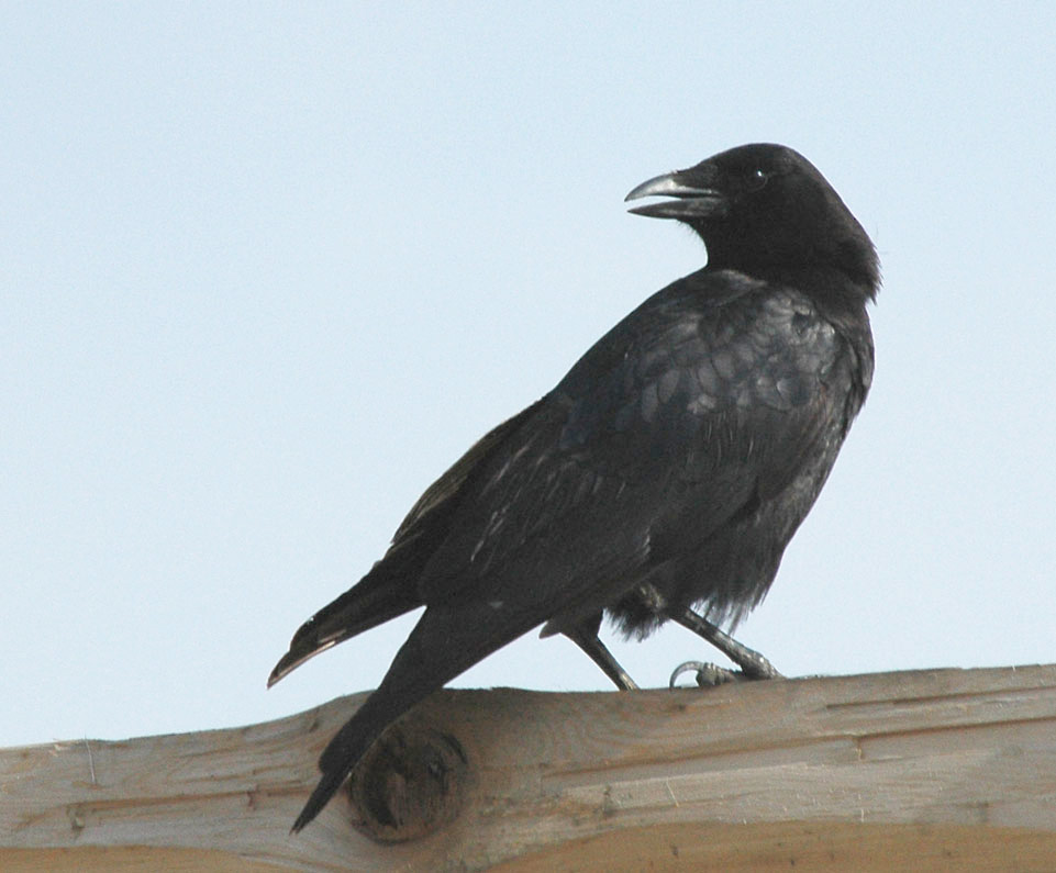 Corvus brachyrhynchos image