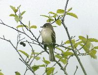 Image of Empidonax alnorum