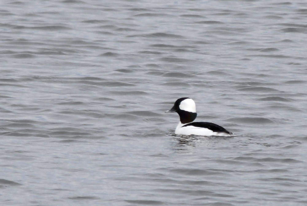 Bucephala albeola image