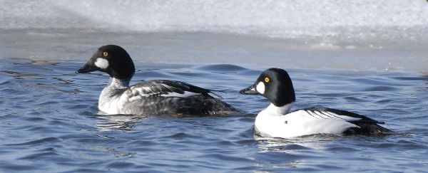 Bucephala clangula image