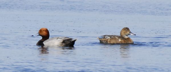 Aythya americana image