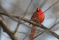 Image of Cardinalis cardinalis
