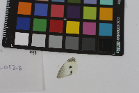 Pieris rapae image