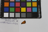 Thymelicus lineola image