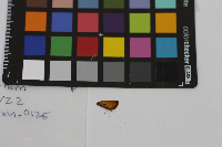 Thymelicus lineola image