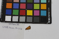 Thymelicus lineola image