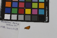 Thymelicus lineola image