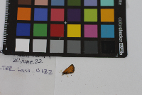 Thymelicus lineola image