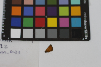 Thymelicus lineola image