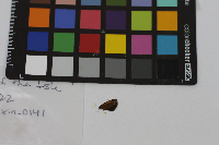 Ancyloxypha numitor image