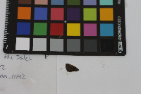 Ancyloxypha numitor image