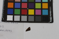 Ancyloxypha numitor image