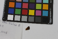 Ancyloxypha numitor image