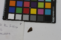 Ancyloxypha numitor image