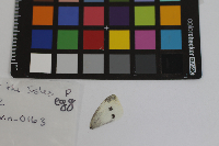 Pieris rapae image