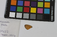 Media resource of Coenonympha tullia