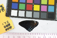 Media resource of Limenitis arthemis