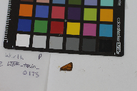 Thymelicus lineola image