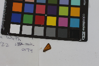 Thymelicus lineola image