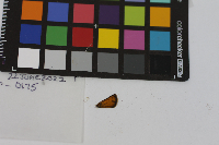 Thymelicus lineola image