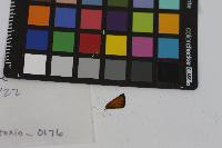 Thymelicus lineola image