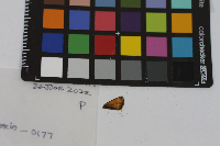 Thymelicus lineola image