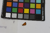 Thymelicus lineola image