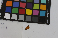 Thymelicus lineola image