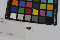 Thymelicus lineola image