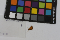 Thymelicus lineola image