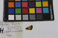 Media resource of Poanes hobomok