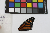 Danaus plexippus image