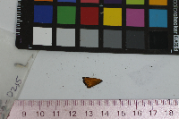 Thymelicus lineola image