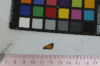 Thymelicus lineola image