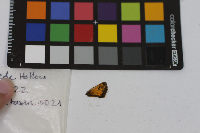 Poanes hobomok image