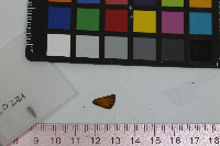 Thymelicus lineola image