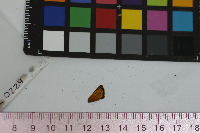 Thymelicus lineola image