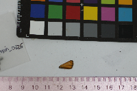 Thymelicus lineola image