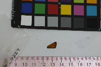 Thymelicus lineola image