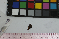 Ancyloxypha numitor image