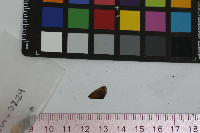 Ancyloxypha numitor image