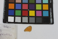 Coenonympha tullia image