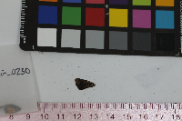 Ancyloxypha numitor image