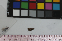 Ancyloxypha numitor image