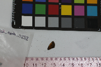 Ancyloxypha numitor image