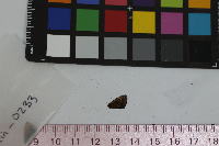 Ancyloxypha numitor image