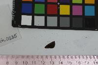 Ancyloxypha numitor image